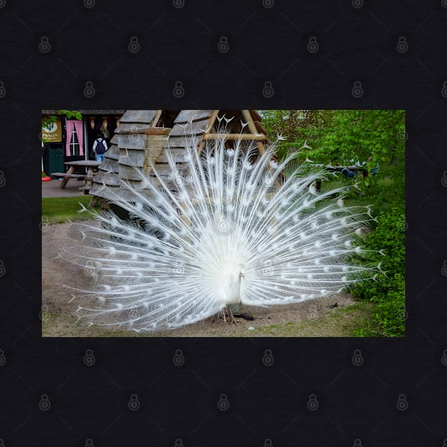 White Peacock by Upbeat Traveler